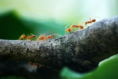 Illustration ants - Image 1
