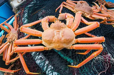 Illustration tanner - Image 1