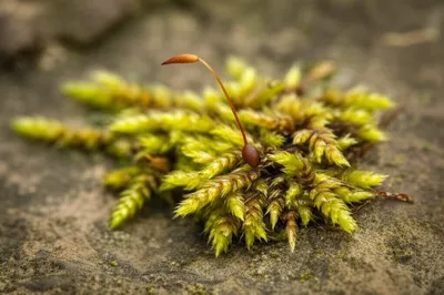 Illustration foot - Image 1