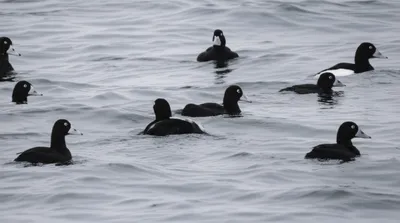 Illustration scooter - Image 1