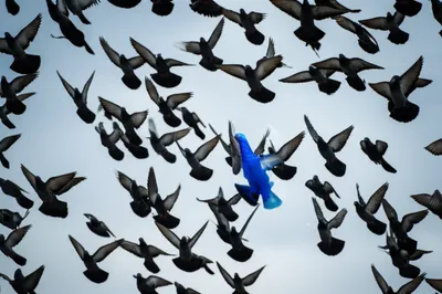 Illustration marks - Image 1