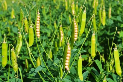 Illustration chickpeas