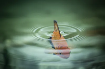 Illustration fin - Image 1