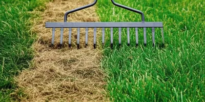 Illustration scarifies