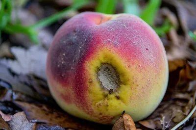 Illustration putrefy - Image 1