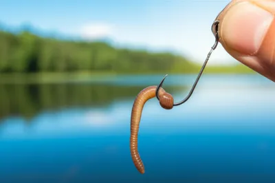 Illustration baits - Image 1