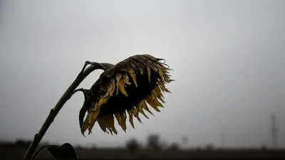 Illustration depress - Image 1