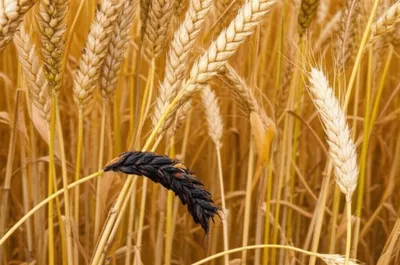 Illustration purples - Image 1