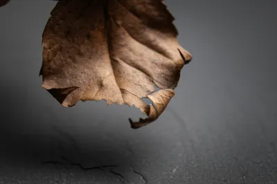 Illustration crisper - Image 1