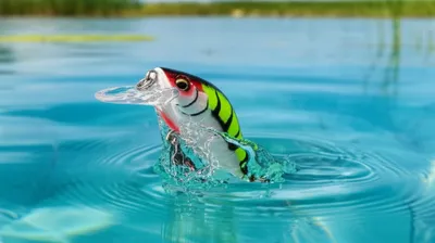 Illustration poppers - Image 1