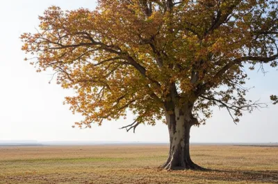 Illustration plains - Image 1