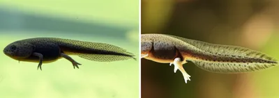 Illustration tadpole - Image 1