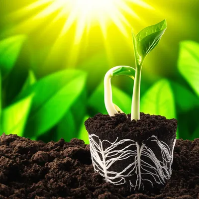 Hình ảnh minh họa developmental - Ảnh 1