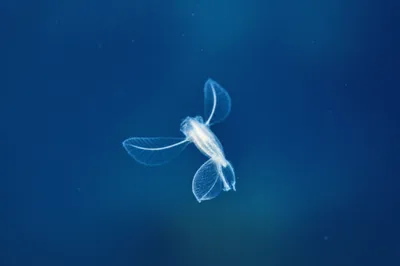 Illustration wings - Image 1