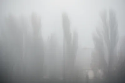 Illustration woolly - Image 1