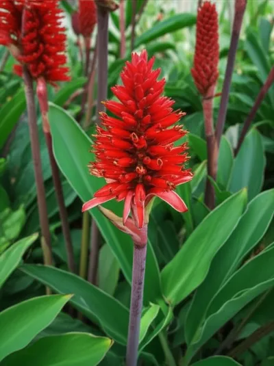 Illustration cardinal - Image 1