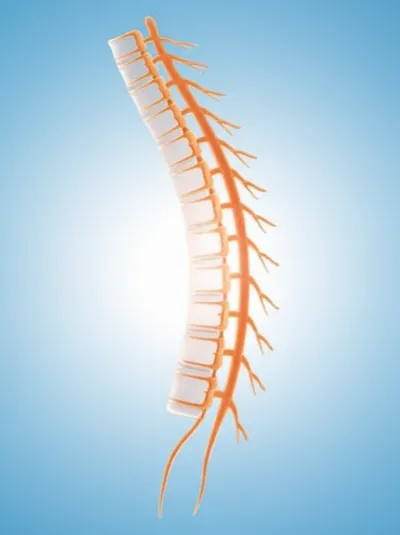 Illustration myeloid - Image 1