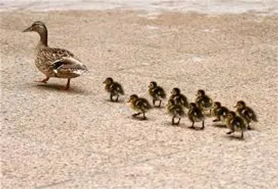 Illustration instinctively - Image 2