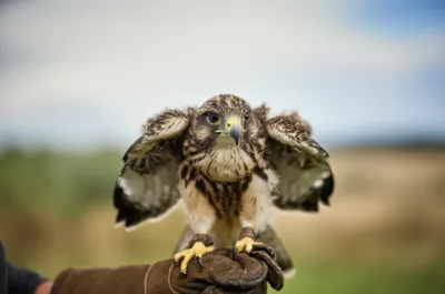 Illustration passenger - Image 1