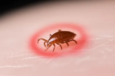 Illustration jiggers - Image 1