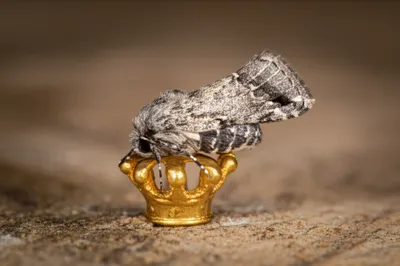 Illustration coronet - Image 1