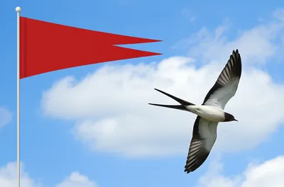 Illustration swallowtails - Image 1