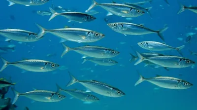 Illustration whiting - Image 1