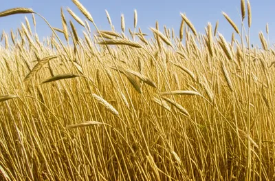 Illustration bellies - Image 1