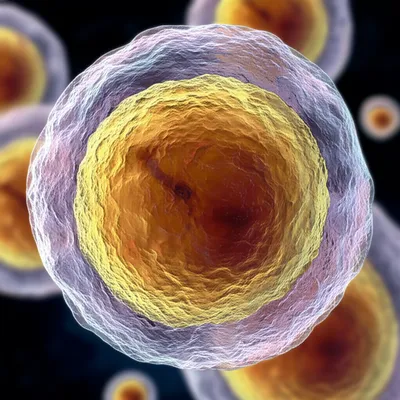 Illustration ovum - Image 1