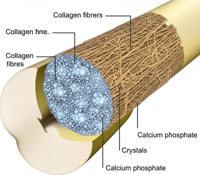 Illustration bone - Image 1