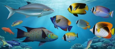 Illustration fishes - Image 1