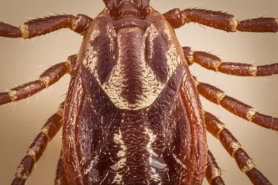 Illustration festoons - Image 1