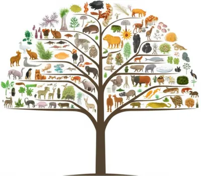 Illustration taxon - Image 1