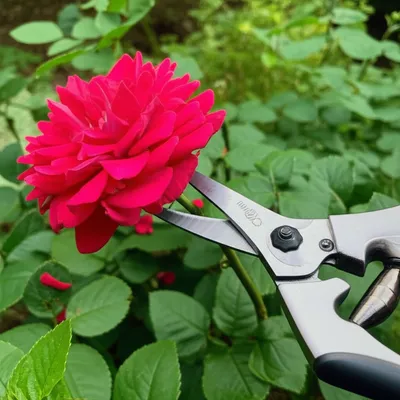 Illustration curtailed - Image 1