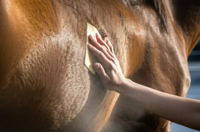 Illustration sweat - Image 1