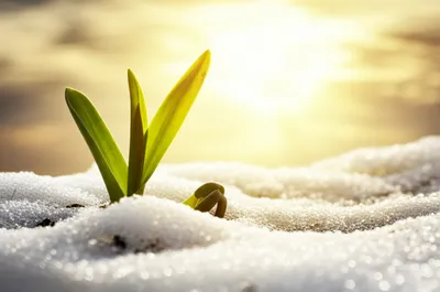 Illustration thaw - Image 1