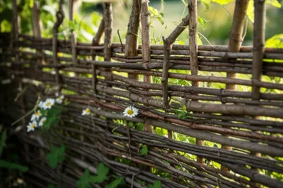 Illustration frith - Image 1