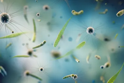 Illustration trichome - Image 1