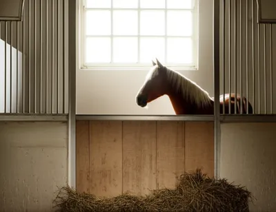 Illustration stabling - Image 1