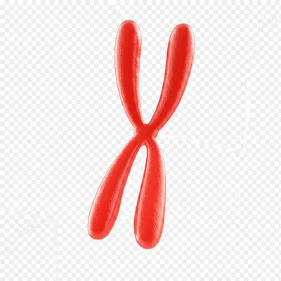 Illustration haploid - Image 1