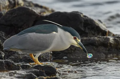 Illustration quark - Image 1