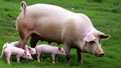 Illustration sows - Image 1