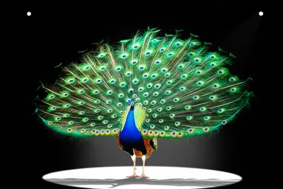 Illustration touts - Image 1