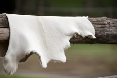 Illustration kip - Image 1