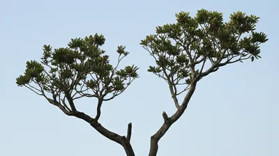 Hình ảnh minh họa bifurcation - Ảnh 1