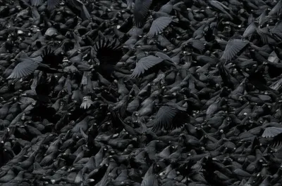 Illustration murder - Image 1