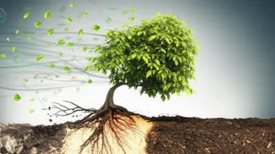 Illustration adaptability