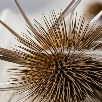 Illustration teasel - Image 1