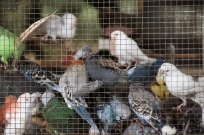 Illustration mows - Image 1