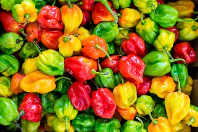 Hình ảnh minh họa habanero